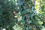 Images of English Ivy Climbing Vine