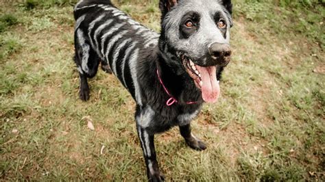 Pet Costumes Non Toxic Paint Turned This Pup Into A Cute Skeleton Time