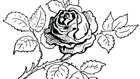 Black And White Coloring Pages Of Flowers At Getdrawings Free Download