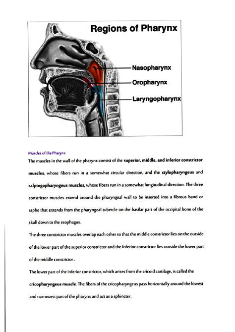 Solution Human Pharynx Anatomy Studypool