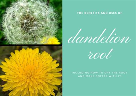 Health And Healing Benefits Of Dandelion Root Remedygrove