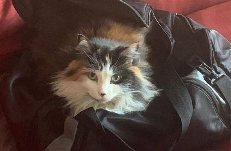 Gorgeous Longhaired Calico Cat For Adoption In Sacramento Carmichael
