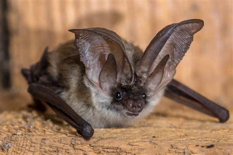 12 Types Of Bats In Missouri Id Guide Bird Watching Hq