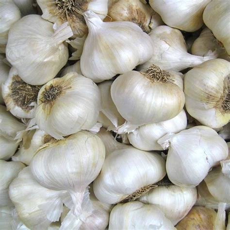 California Early Garlic | Harmony Farm
