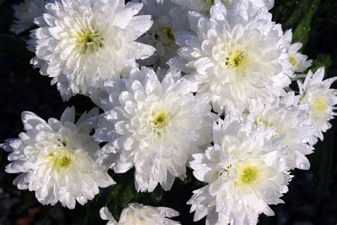 Free Images Nature Blossom White Flower Petal Bloom Raindrop