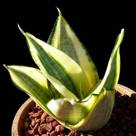Cactus (whd) and forum energy technology (fet) are also. Sansevieria "Gold Star" - Cactus Jungle