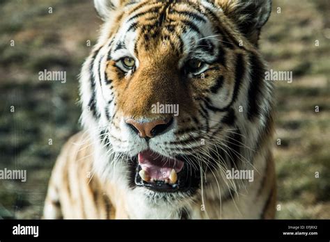 Tiger Baring Its Teeth Stock Photo Alamy