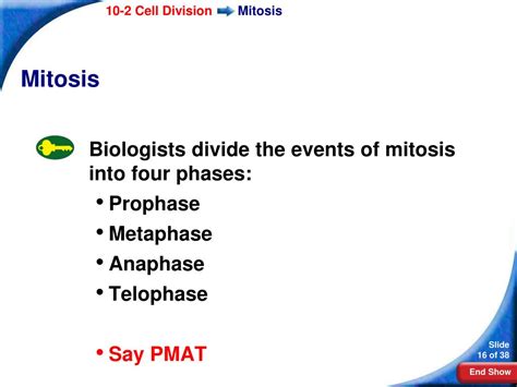 Mitosis is a process which takes place in multicellular organisms such as animals and plants for the reason why i had written pmat in this title is because pmat is a good way to remember the stages of. PPT - Prentice Hall Biology PowerPoint Presentation, free download - ID:2731318