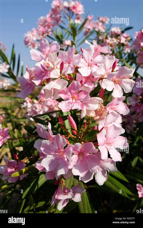 Flower Pink Colour Local Name Kanher English Sweet Scented Oleander