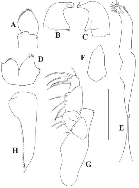 Collettea Longisetosa Sp N Male Holotype A Labrum B Left Mandible C