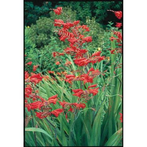 Garden State Bulb 12 Pack In Tall Flowering Red Crocosmia Lb22250 In