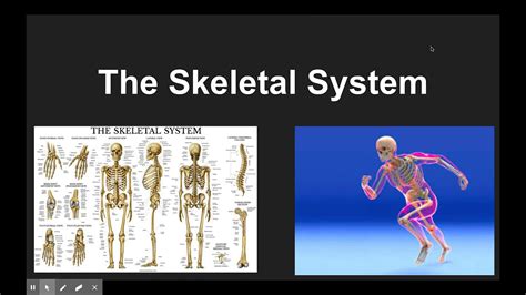 Skeletal System Youtube