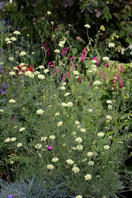 Scabiosa Ochroleuca Flowers Perennials Plants Garden Water Feature