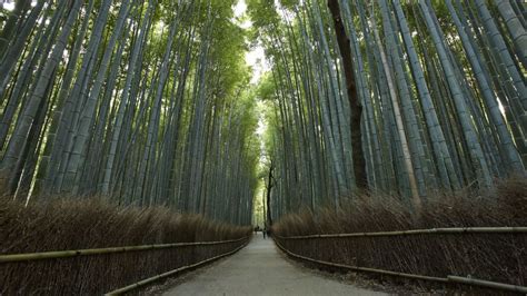 Sagano Bamboo Forest In Kyoto One Of Worlds Prettiest Groves Cnn