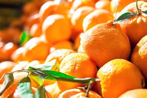 Fresh Organic Mandarins At A Farm Market Stock Photo Image Of Local