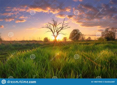 Summer Morning Landscape At Sunrise Amazing Rural Scenery Stock Photo