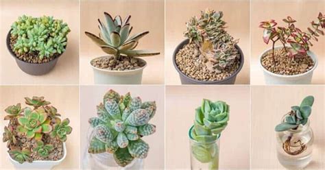67 Types Of Succulents With Pictures Details And Care Tips