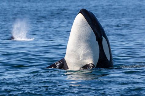 Top 10 Killer Whale Facts Australian Geographic