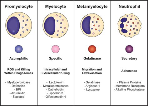 Neutrophil Granulopoiesis Neutrophil Maturation Is Defined By The