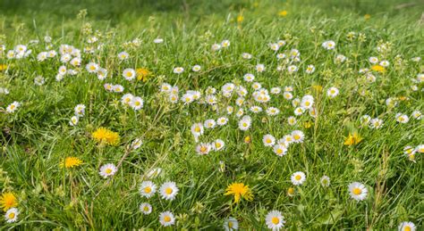 Blooming Wildflowers In A Meadow Stock Photo Image Of Leaf Outdoors