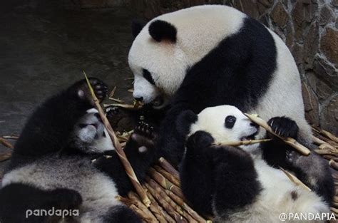 So Happy That Tomorrow Is The Weekend Panda Bear Panda