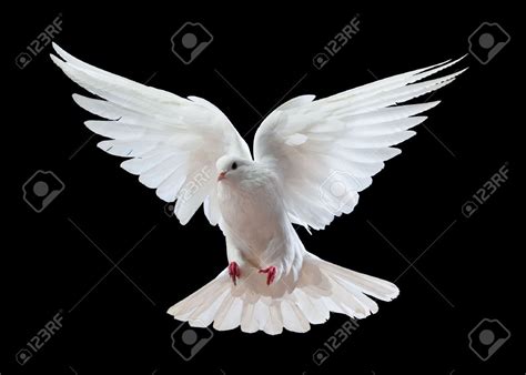 A Free Flying White Dove Isolated On A Black Background Stock Photo