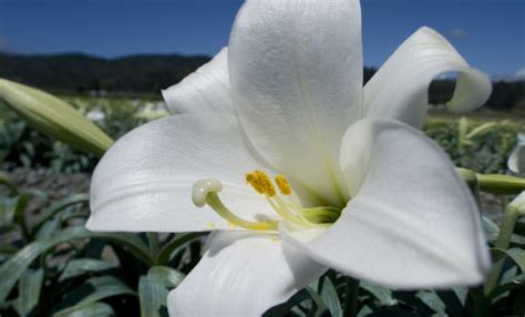 Buying And Caring For An Easter Lily American Profile