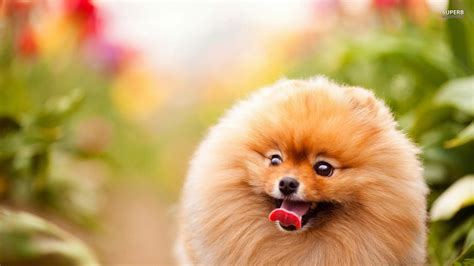 Check spelling or type a new query. Cute Pomeranian Puppies Wallpaper image | Free HD Wallpaper