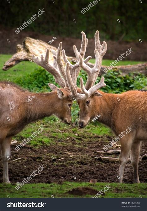 Two Deer Fighting Stock Photo 14796235 Shutterstock