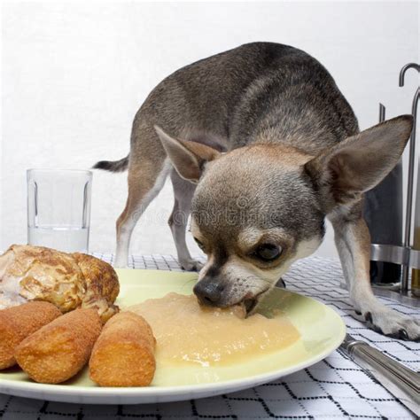 Chihuahua Eating Food From Plate On Table Stock Image Image Of Greedy
