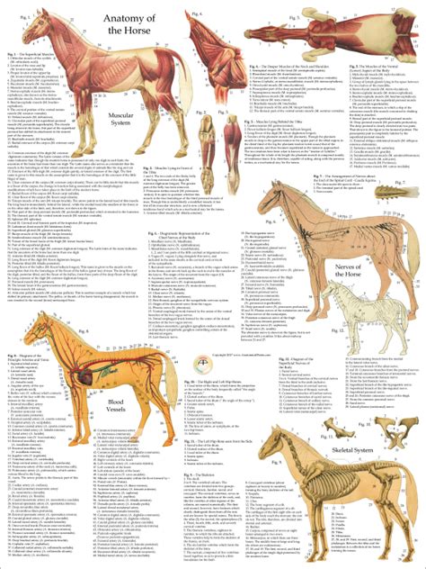 Horse Anatomy Poster Set