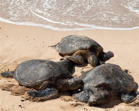 No Place Like Magnetic Home Sea Turtles Have A Gps That Uses Earths