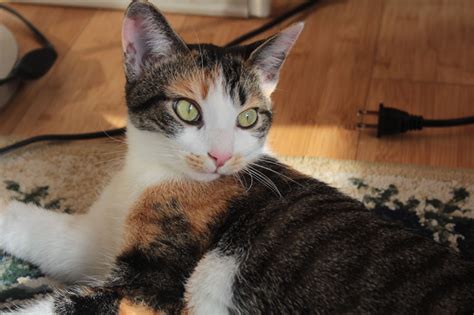 I hope this helps you find the perfect name for your cat! Our 78 Favourite Calico Cat Names