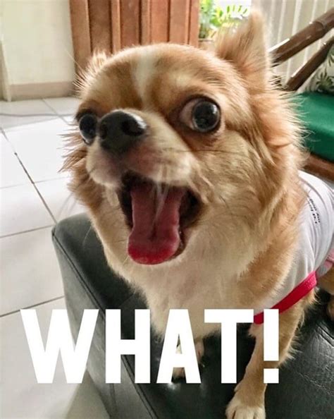 Funny Angry Chihuahua Meme Bleumoonproductions
