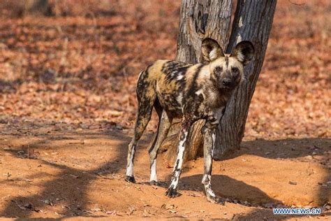 How Can We Save African Wild Dogs