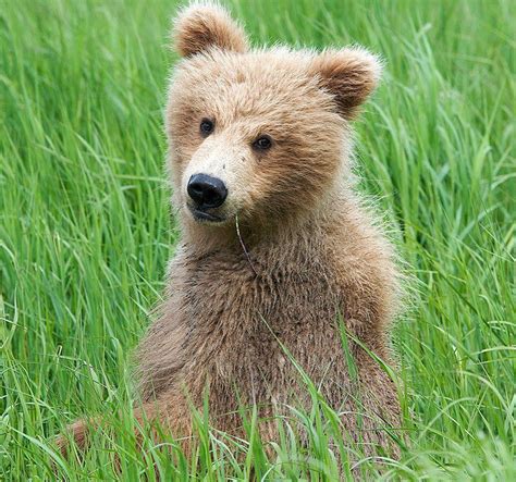 Check Out These Funny Bear And Cute Bear Pics And Videos Black Bear