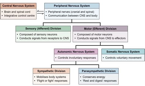 Ion channels open, allowing potassium ions to enter the cell, leading to membrane. Nervous System | BioNinja