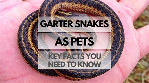 Garter Snakes As Pets Key Facts You Need To Know Reptiles Pets