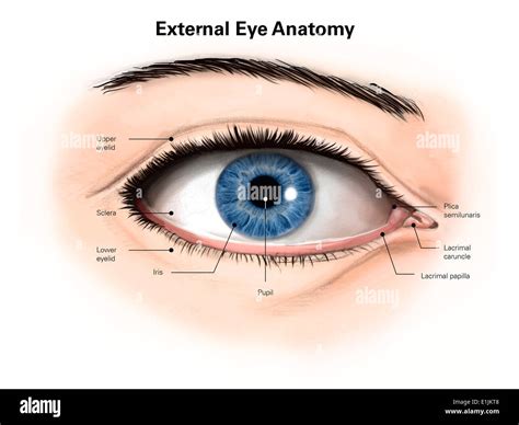 External Anatomy Of The Human Eye With Labels Stock Photo Alamy