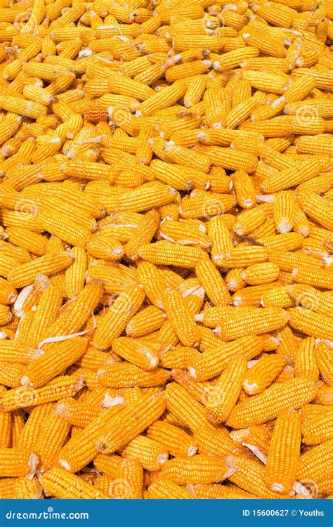 Corn Cob Pile Stock Image Image Of Background Fresh 15600627