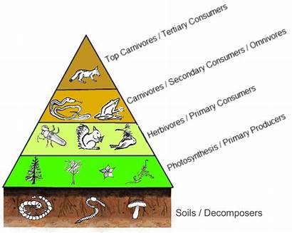 Trophic Levels Note Short Write Various Ecosystem