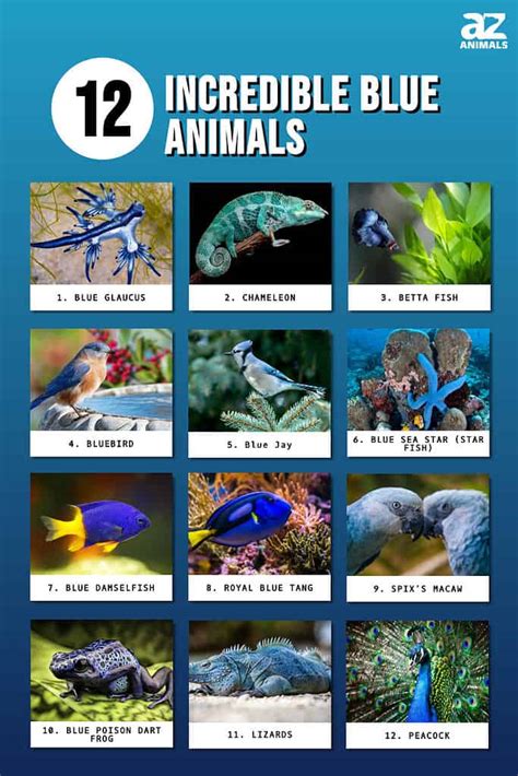 12 Incredible Blue Animals Az Animals