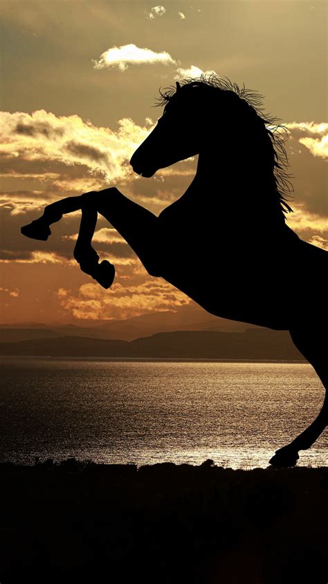 1080x1920 1080x1920 Horse Animals Reflections Sea Hd Silhouette