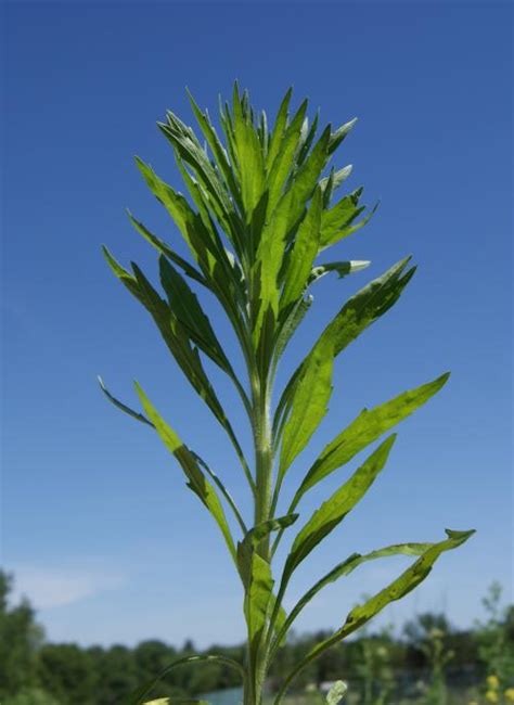 Horseweed Marestail Integrated Crop Management