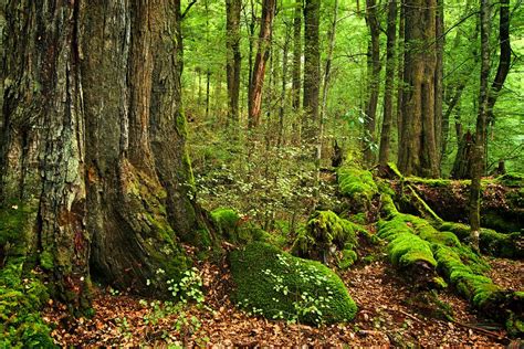 Paradise Beech Forest Glenorchy South Island New Zealand South