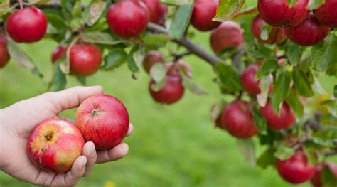 Can You Grow Apple Trees In Tennessee Which Varieties Will Grow