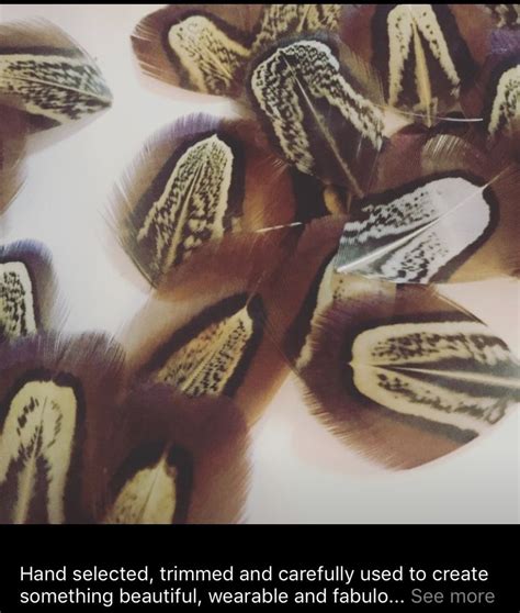 Pin By Emily Hall On Pheasant Feathers Pheasant Feathers Something Beautiful Beautiful