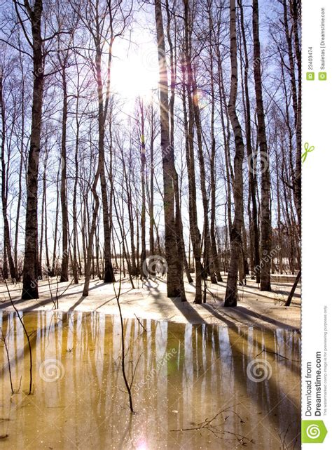 Melting Snow Ice And Birch Tree Trunk Sunlight Stock Photo Image Of