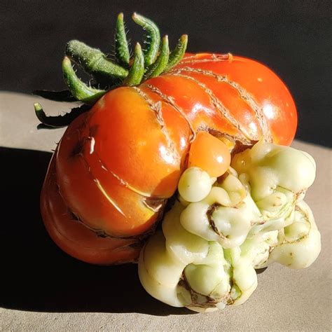 Ripe Tomato With Unripe Growth Rmildlyinteresting