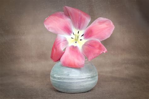 Kostenlose Foto Blühen Blume Blütenblatt Tulpe Vase Rot Rosa